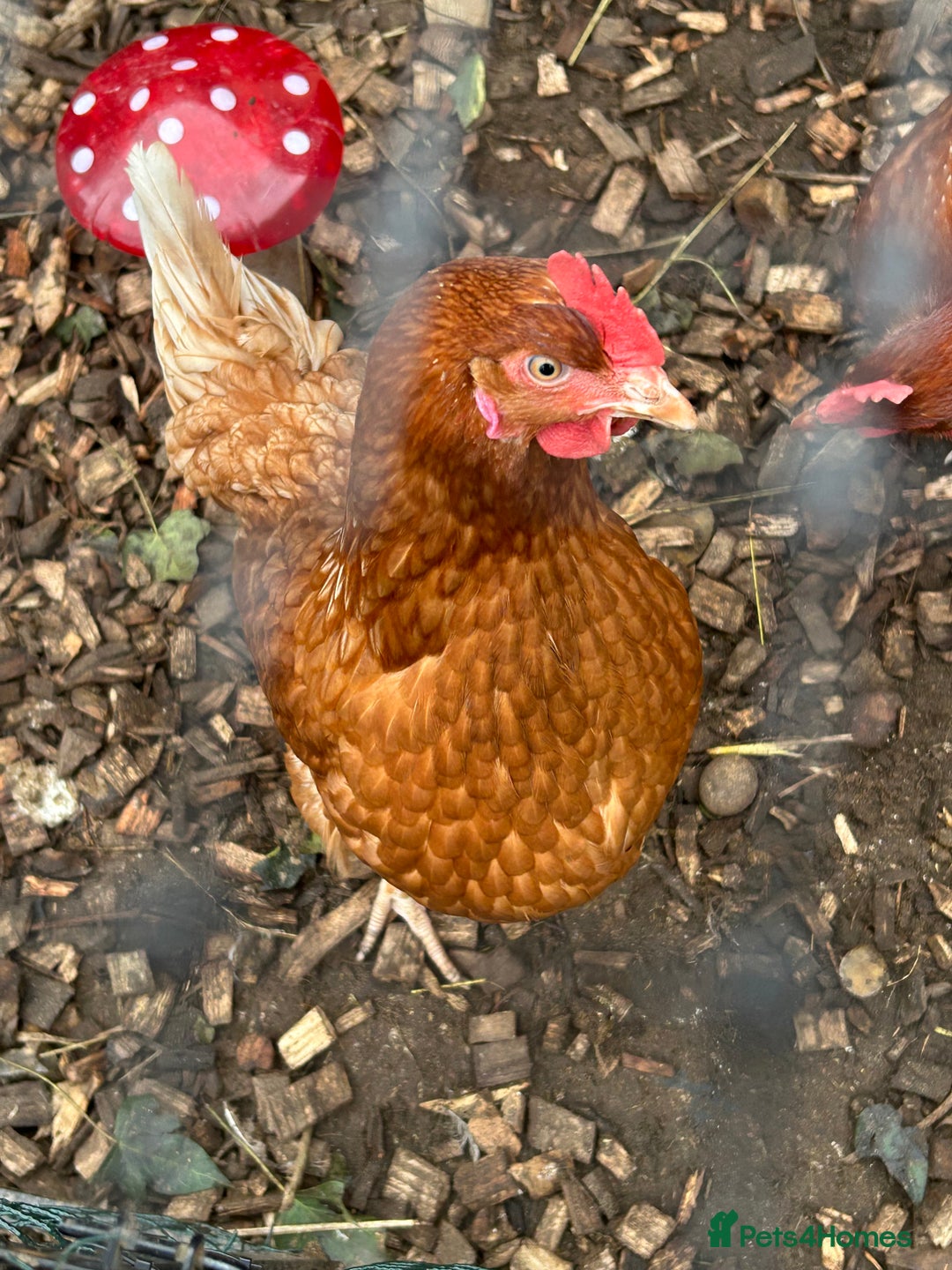 Chickens poultry for sale: 4 female hybrid chickens for sale  - Advert 6