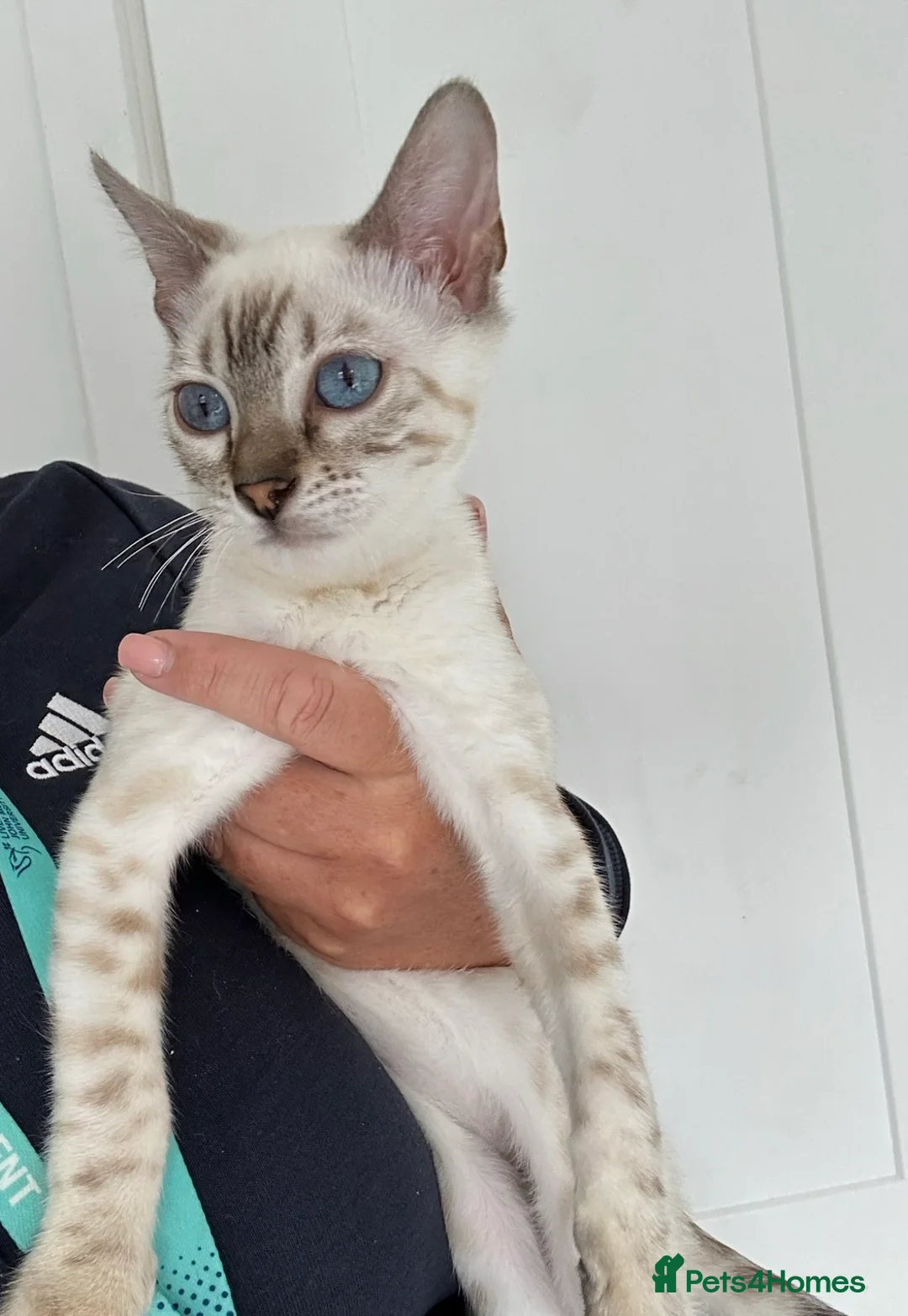 Bengal cats for sale: Beautiful Snow lynx 3yrs old - Advert 1