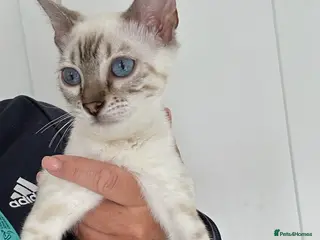 Bengal cats Beautiful Snow lynx 3yrs old - Advert 3