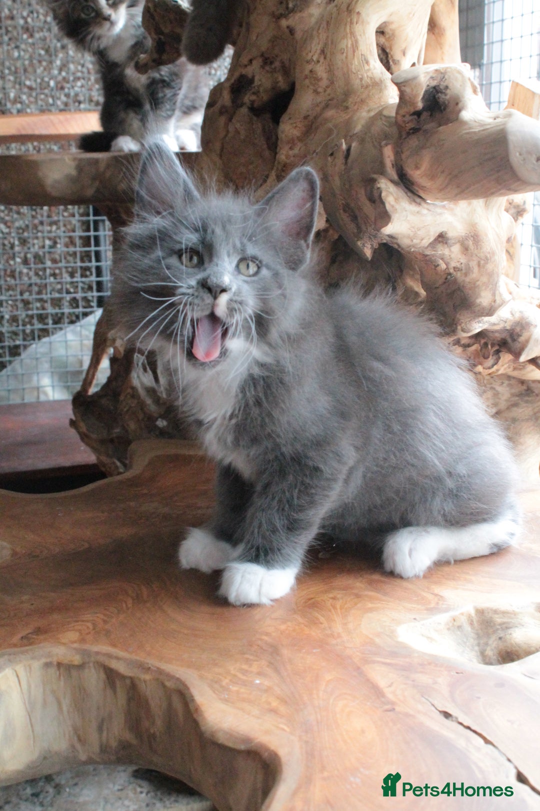 Maine Coon cats for sale: Boy 2 - Rain  - TICA Pedigree Kittens - Imported Parents - Image 13