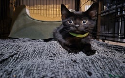 Mixed Breed cats for sale: Adorable black kittens for sale  - Image 19