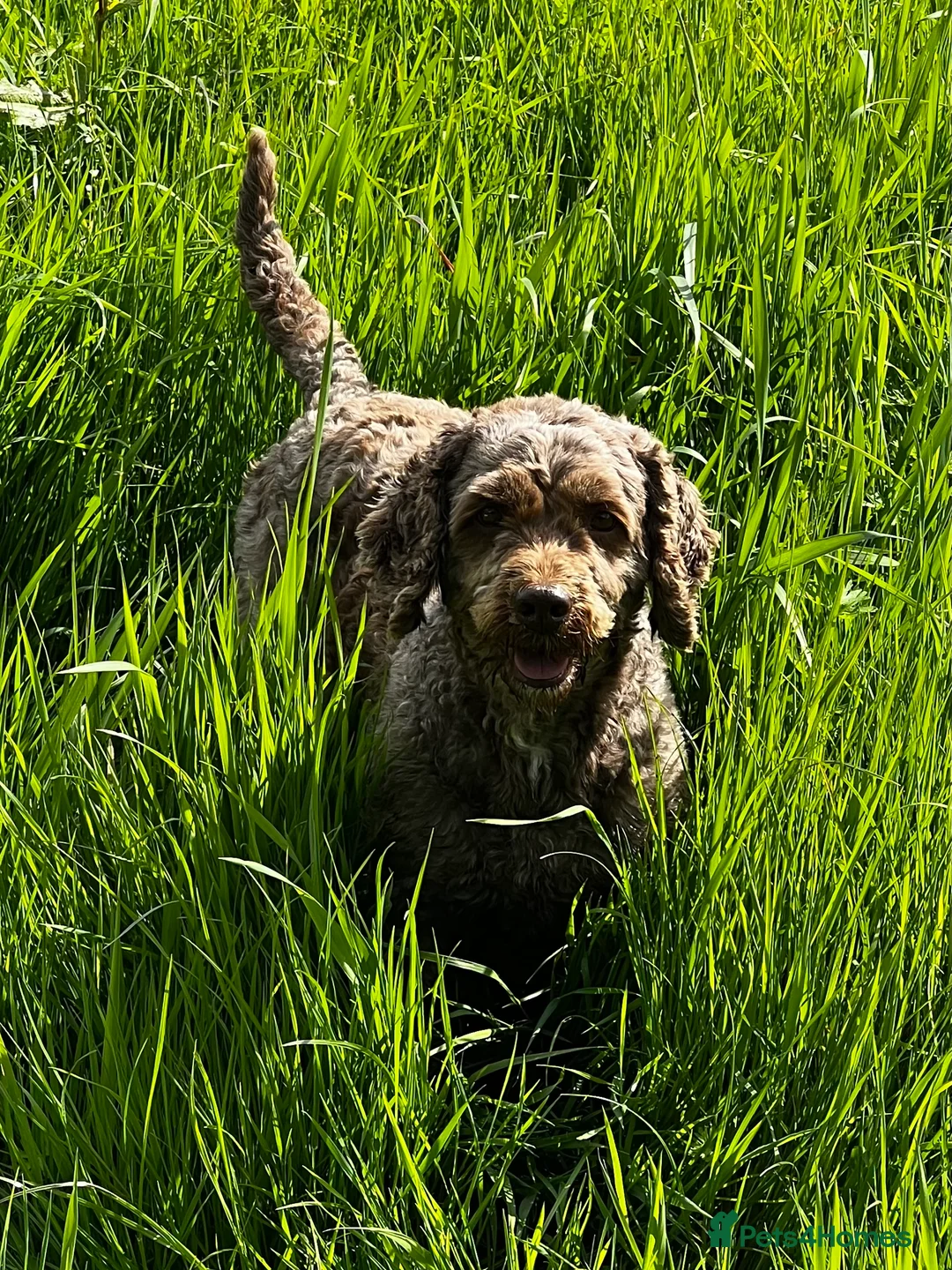 Cockapoo dogs for stud: OUTSTANDING CHOCOLATE F1 COCKAPOO FULLY DNA TESTED in Radstock - Advert 8
