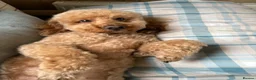 Cockapoo dogs for stud: Teddy, F1 Red Miniature Cockapoo  - Advert 3