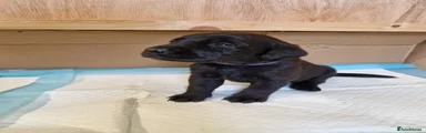 Labrador female purple colar