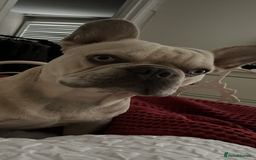 French Bulldog dogs for stud: Bernie  - Image 8