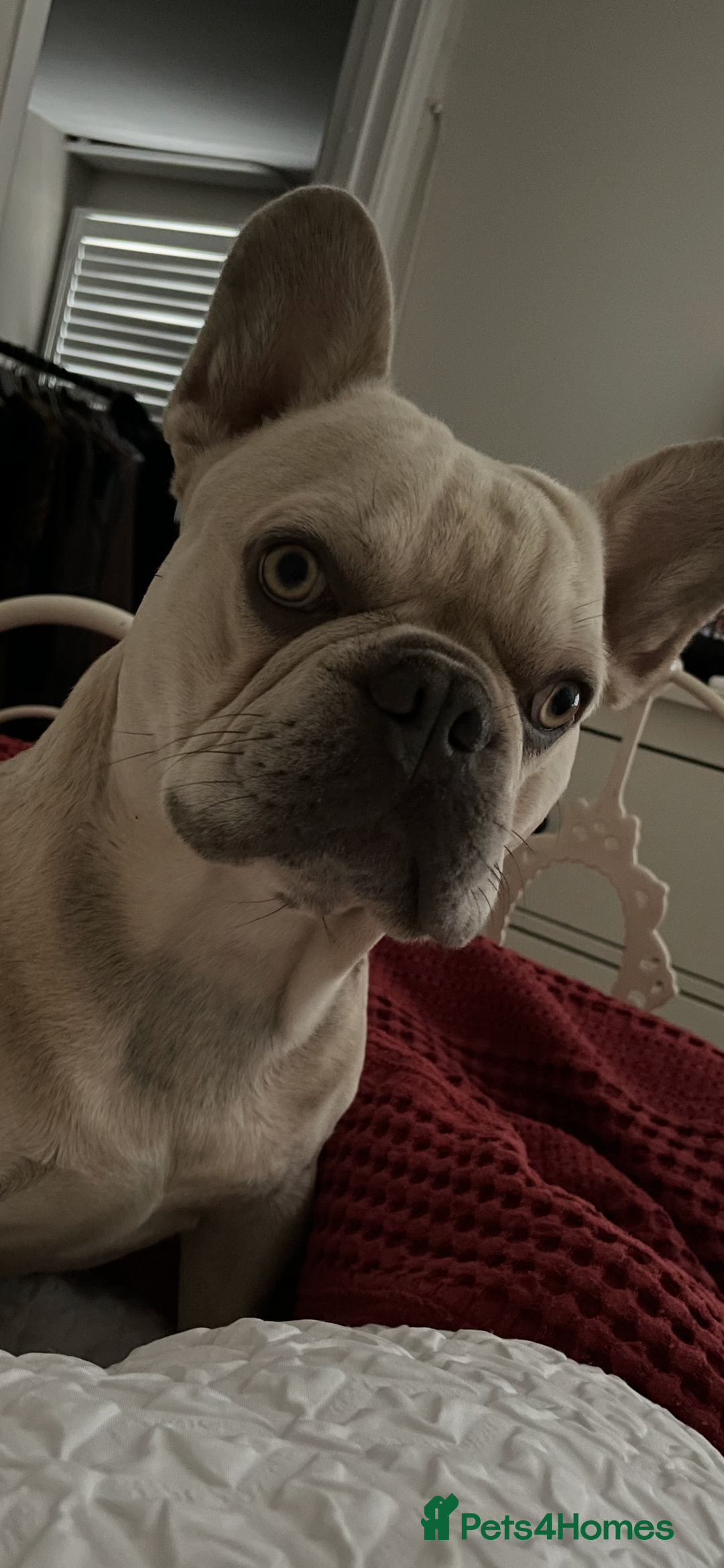 French Bulldog dogs for stud: Bernie  - Image 8