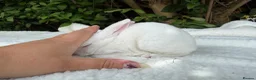 Rex rabbits for sale: ONE LEFT stunning blue eyed white mini rex baby in Whitchurch - Advert 4