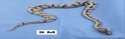 Python Snake reptiles for sale: Hatchling Royal Pythons Males  - Advert 3
