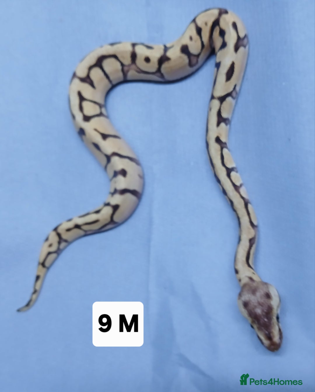 Python Snake reptiles for sale: Hatchling Royal Pythons Males  - Advert 3