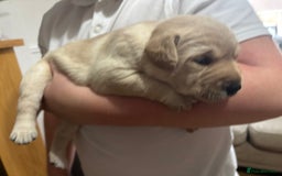 Labrador Retriever dogs for sale: STUNNING HEALTH TESTED LABRADORS - Image 4