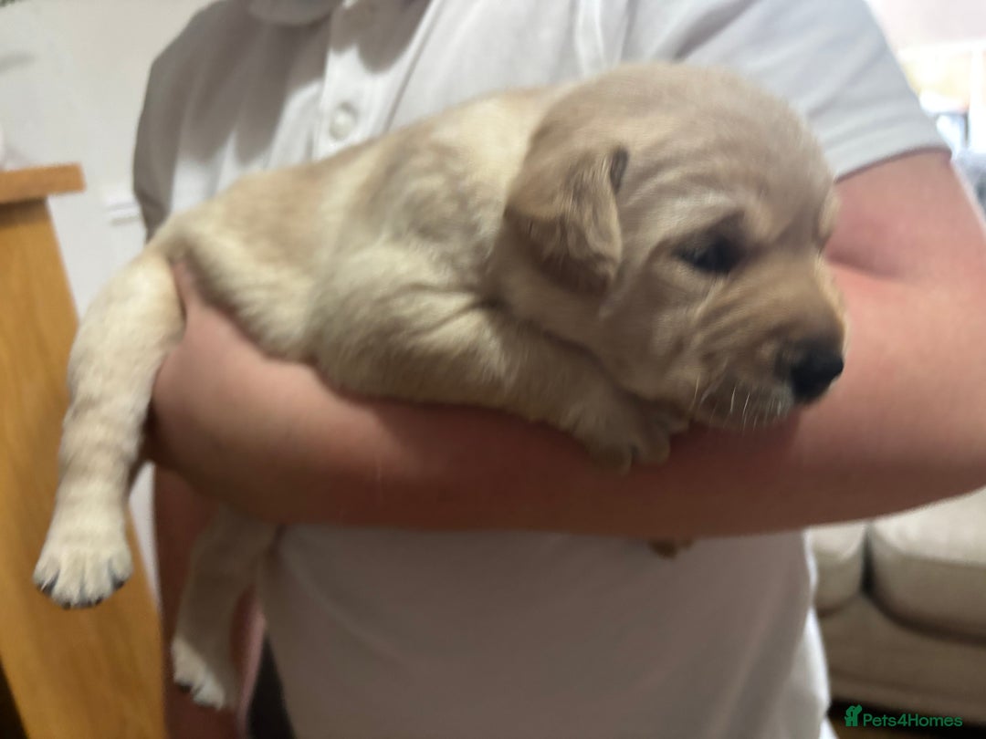 Labrador Retriever dogs for sale: STUNNING HEALTH TESTED LABRADORS - Image 4