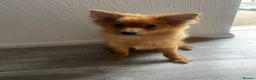 Pomeranian dogs for sale: Boy Pomeranian Puppy  - Advert 6