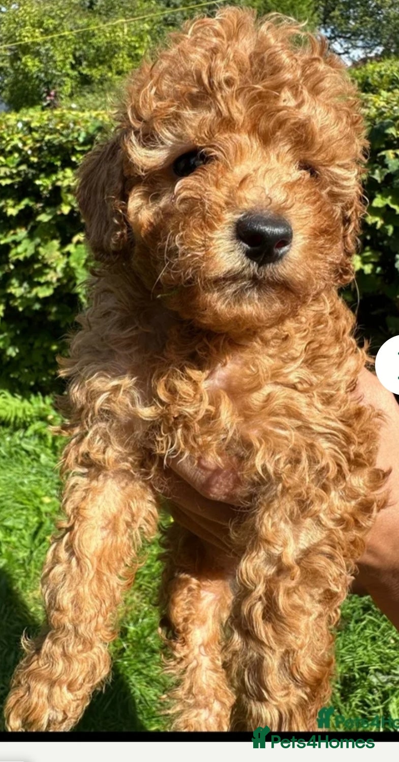 Toy Poodle dogs HIGH QUALITY KC REGISTERED RED TOY POODLES  - Advert 1