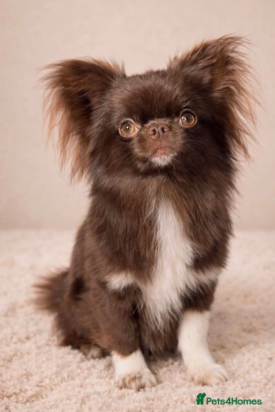 Chihuahua dogs for stud: Chocolate Longcoat chihuahua stud in Sunderland - Advert 2