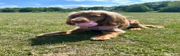 Cocker Spaniel dogs for sale: 21 Month Cocker Spaniel in Fleet - Advert 7