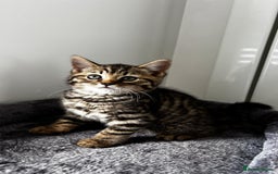 British Shorthair cats for sale: 4 lovely kittens looking for a nice home - Image 4