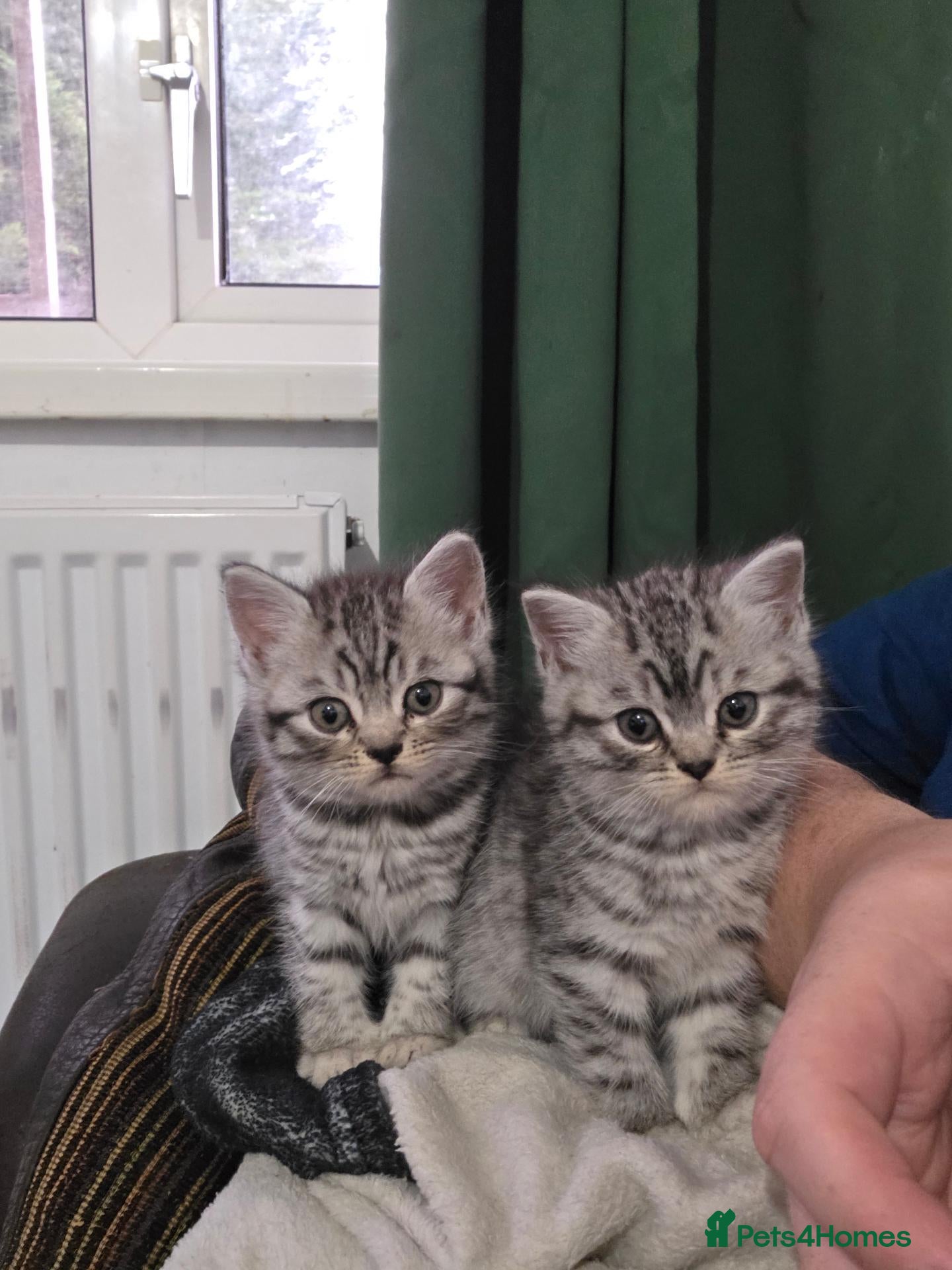 British Shorthair cats for sale: british shorthair silver tabby males  - Advert 17