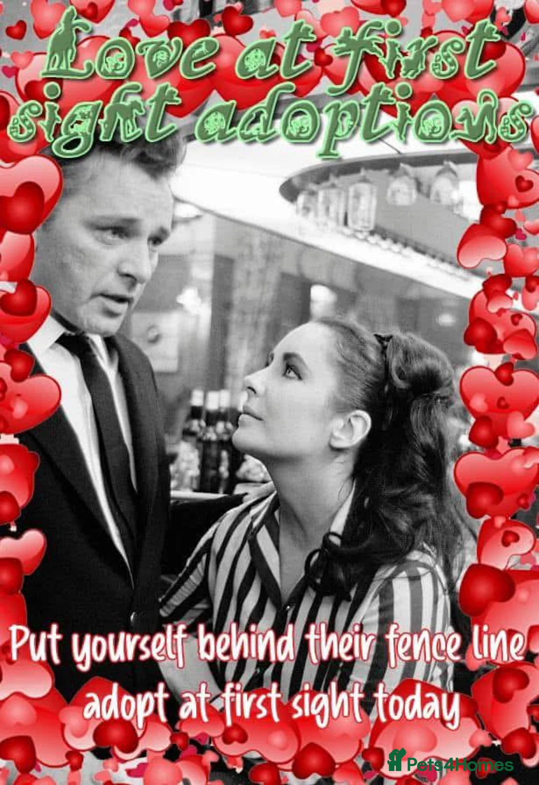 Mixed Breed dogs for adoption: Vernon, 2 yrs approx. Is adopted 🎉🎉. - Advert 2