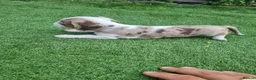 Dachshund dogs for sale: Hi we have 4 miniature dauchans tekel  - Advert 8