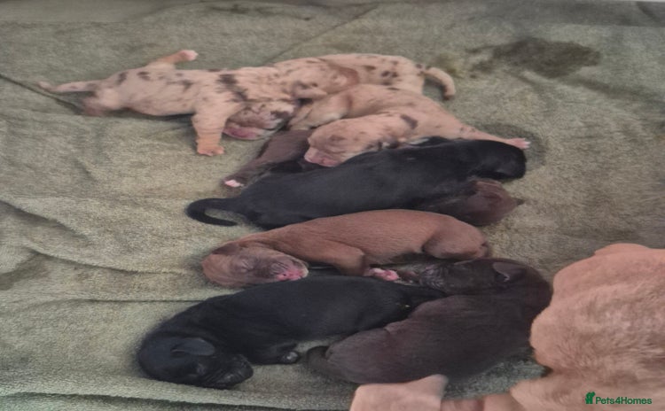 Mixed Breed dogs - Advert 1