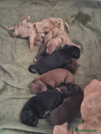 Mixed Breed dogs - Advert 1