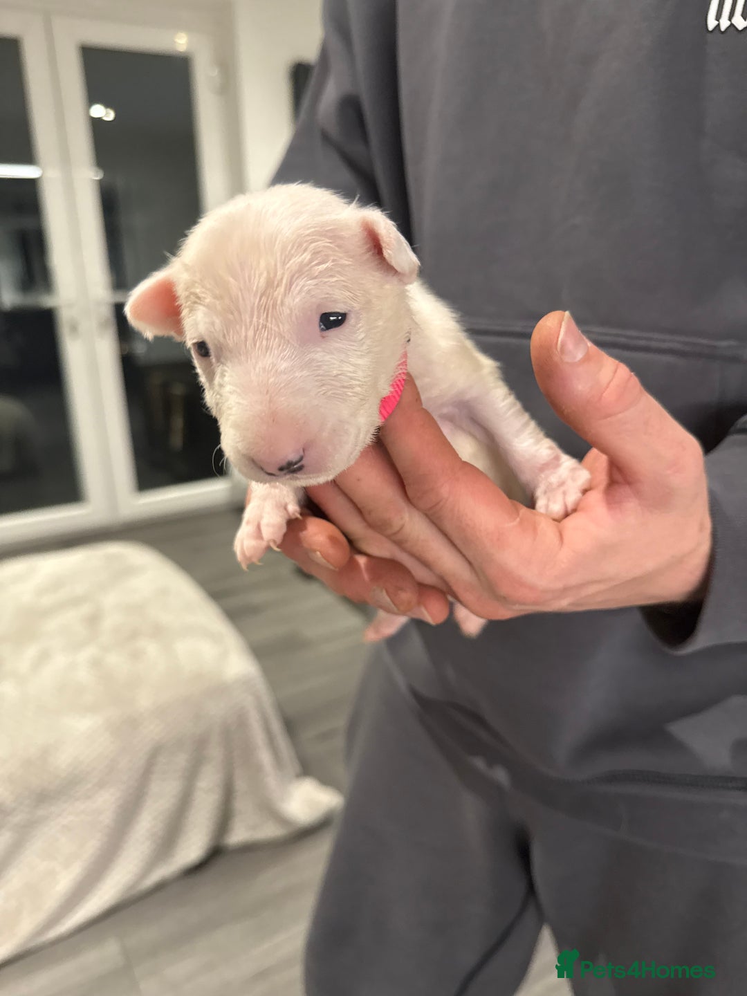 English Bull Terrier dogs for sale: English bull terrier puppy’s 4 weeks old  - Advert 7