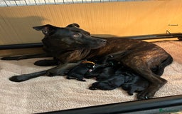 Mixed Breed dogs for sale: Staffy X Cocker Spaniel Puppies - Image 3