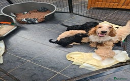Cockapoo dogs for sale: Beautiful F1 Cockapoos- Ready Now  - Image 8