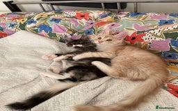 Maine Coon cats for sale: GCCF registered Maine Coon kittens.  in Newton Abbot - Image 10