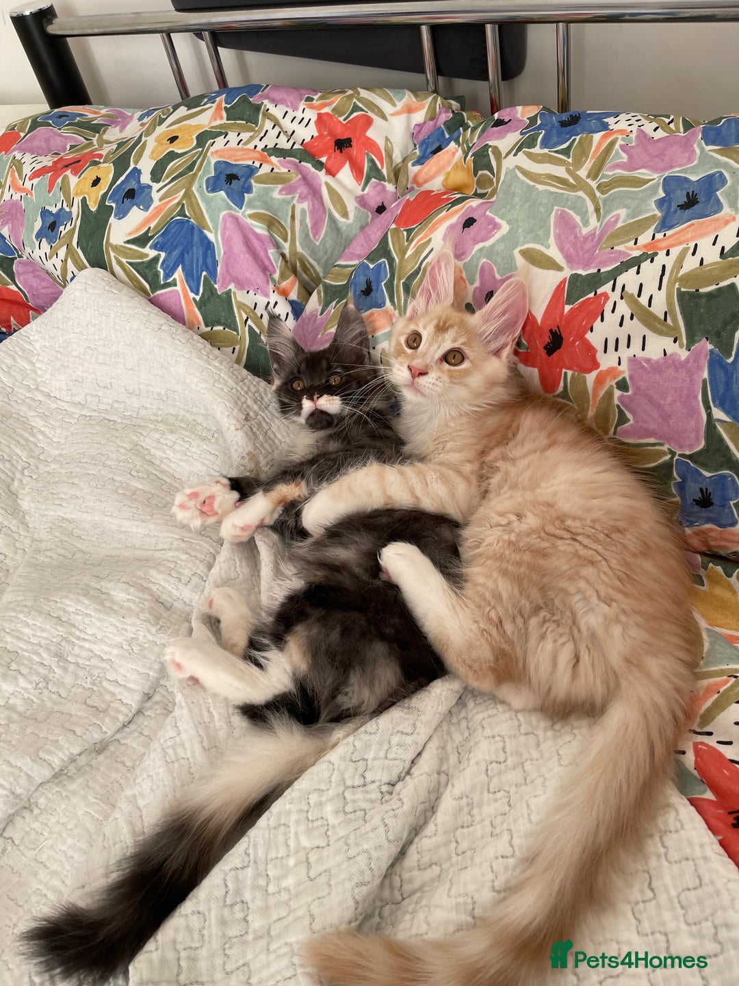 Maine Coon cats for sale: GCCF registered Maine Coon kittens.  in Newton Abbot - Image 10
