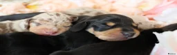 Miniature Dachshund dogs for sale: KC Miniature Dachshund Puppies - Advert 10
