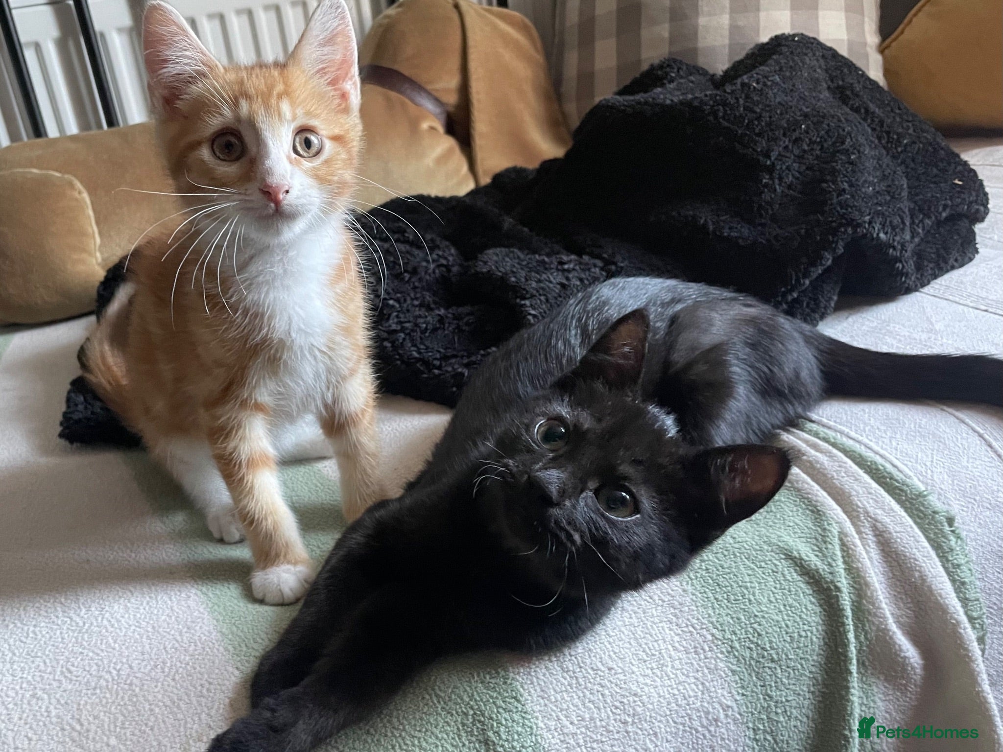 Domestic Shorthair cats Marshmallow & Rowan, 11-12 weeks approx - Advert 9