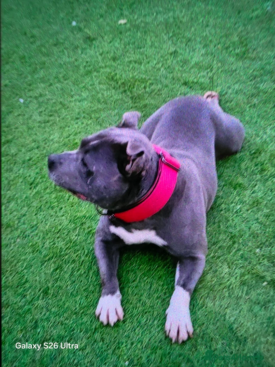 Staffordshire Bull Terrier dogs for sale: 7 STUNNING STAFFIE PUPPIES  - Advert 18