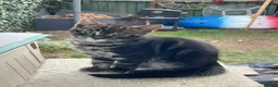 Mixed Breed cats for sale: Beautiful shiny black kittens and one tabby female - Advert 6