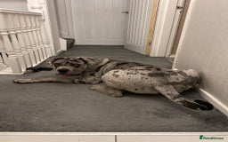 Cane Corso dogs for sale: Cane corso for Re-homing - Image 11