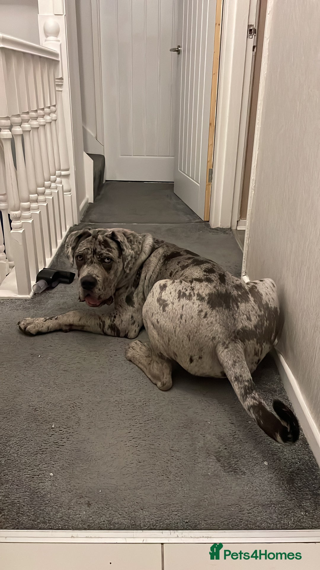 Cane Corso dogs for sale: Cane corso for Re-homing - Image 11