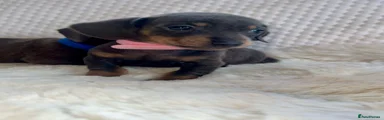 Dachshund 12