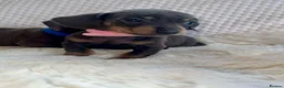 Dachshund dogs for sale: 🐾 Daxie & Chocolate’s Beautiful Puppies ! - Advert 15