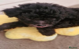 Mixed Breed dogs for sale: Maltipoo puppies All sold.  - Image 17