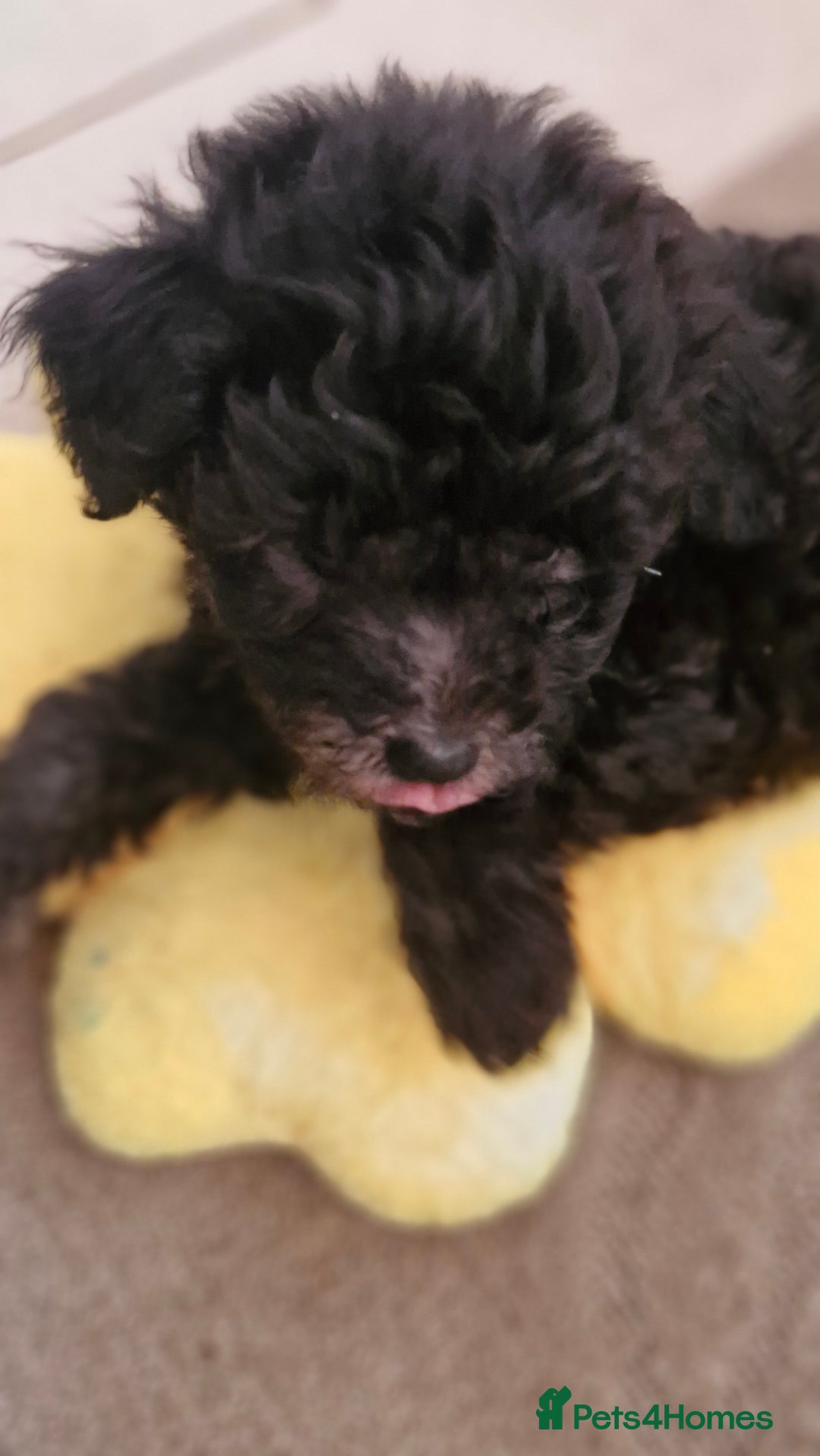 Mixed Breed dogs for sale: Maltipoo puppies All sold.  - Image 17