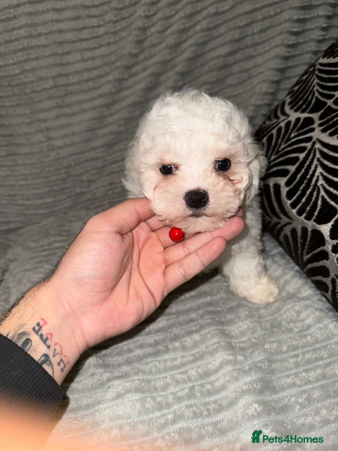 Bichon Frise dogs for sale: 2little bichon frise looking for a new home❤️🩷💚 - Advert 14