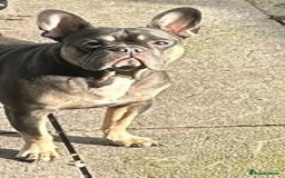 Mixed Breed dogs for sale: Puppies for sale ready 10th September - Image 11