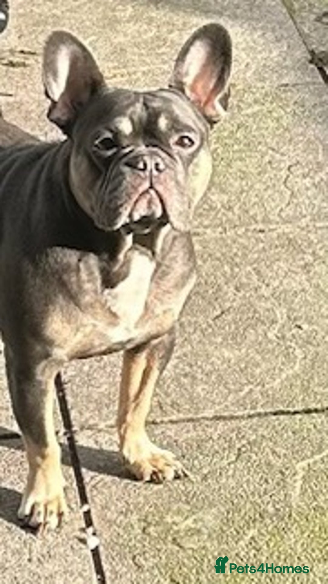 Mixed Breed dogs for sale: Puppies for sale ready 10th September - Image 11