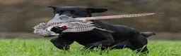 Labrador Retriever dogs for sale: KC FTCh Black Lab Boys - Elite Quality, Ready Now - Advert 2
