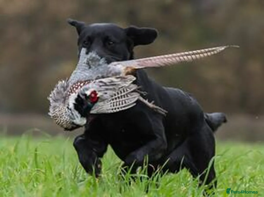 Labrador Retriever dogs for sale: KC FTCh Black Lab Boys - Elite Quality, Ready Now - Advert 2