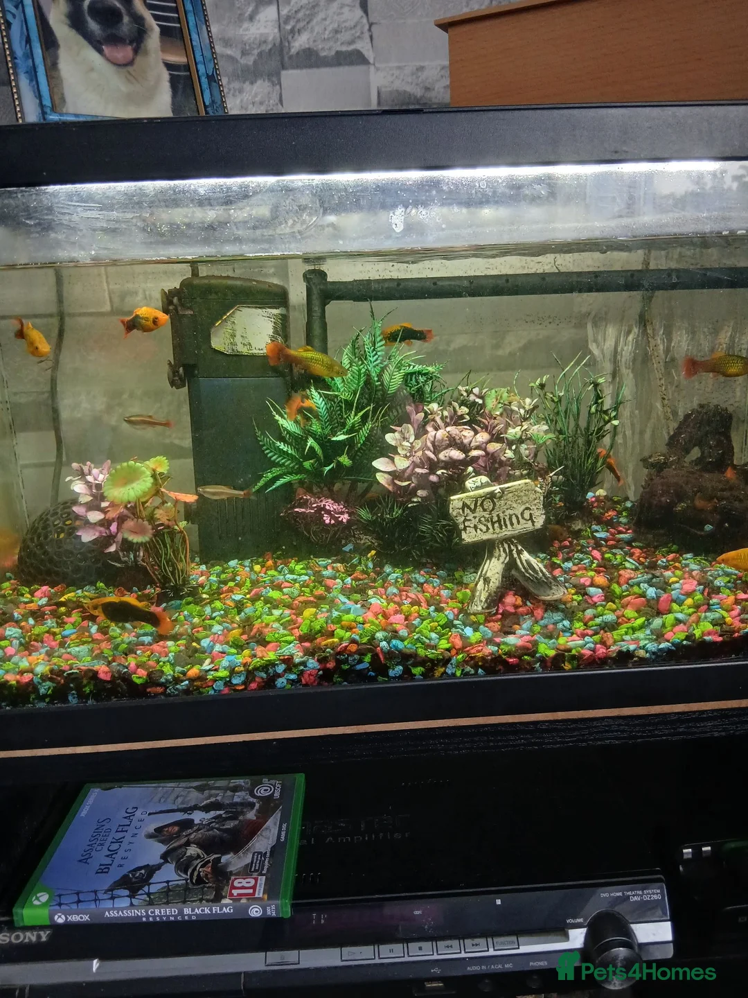 Platies fish for sale: Full set up including fish in Huddersfield - Advert 2