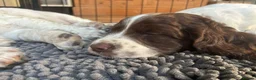 Sprocker dogs for sale: Two Sprocker Spaniel Dog Puppies For Sale in Newmarket - Advert 2