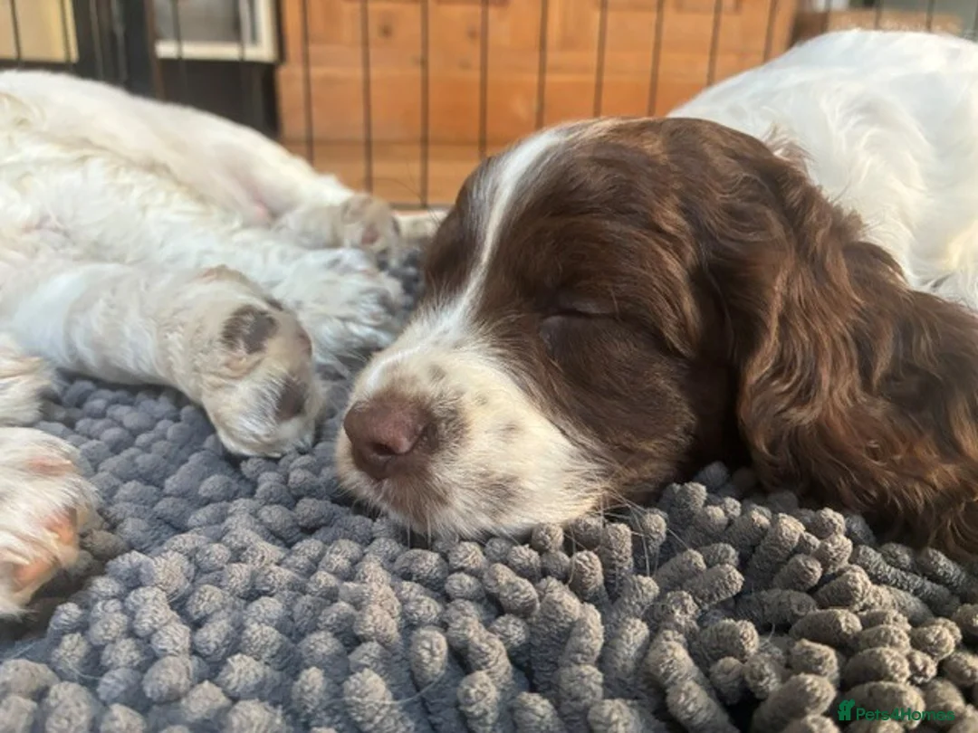 Sprocker dogs for sale: Two Sprocker Spaniel Dog Puppies For Sale in Newmarket - Advert 2
