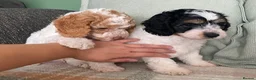 Cockapoo dogs for sale: READY - 1 BOY left 🐶Cockapoos🐶 parents tested  - Advert 5