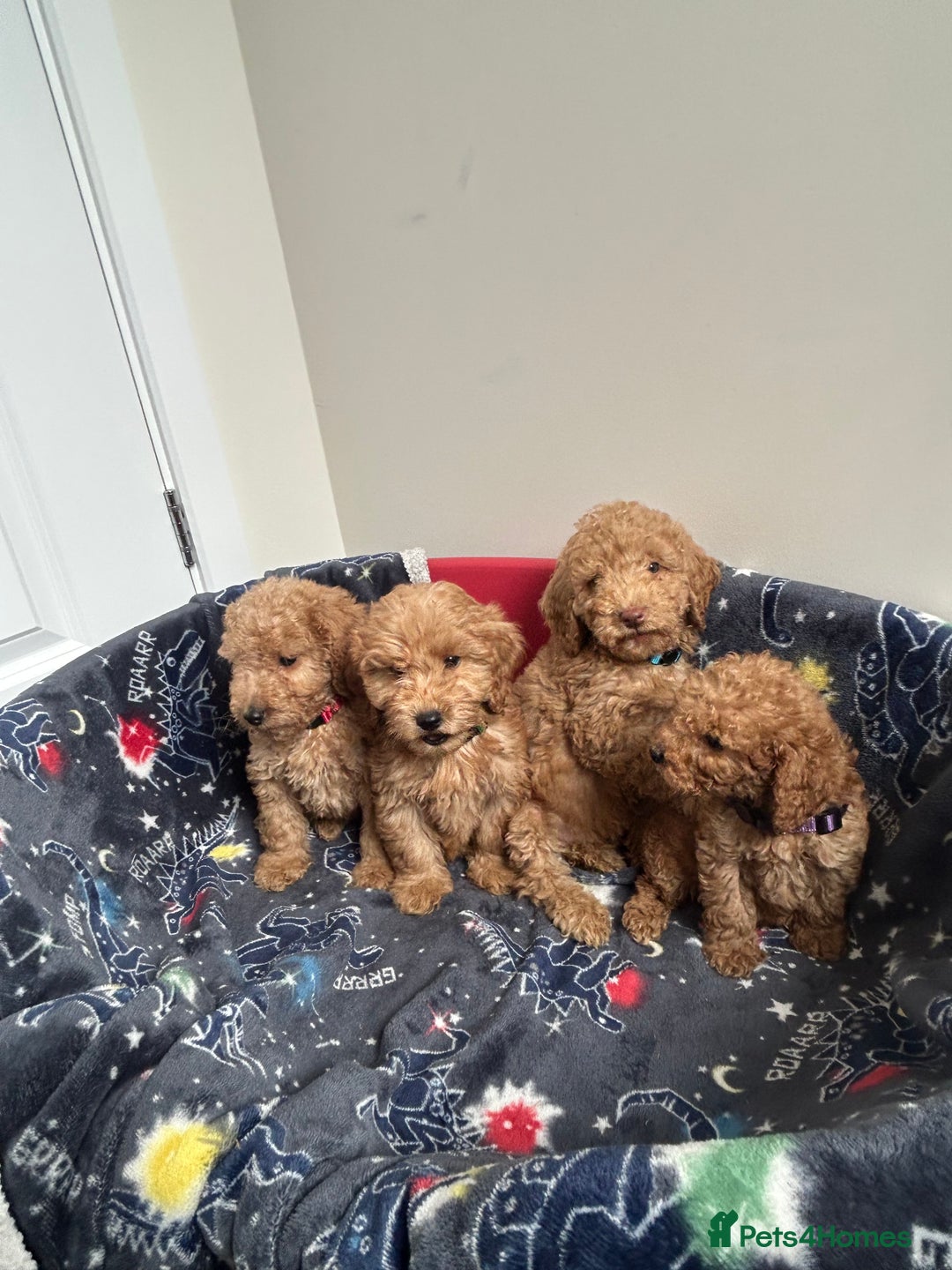Cockapoo dogs for sale: 9 weeks old Cockapoo puppies  - Image 17